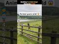 Ranking the funniest Dog and Animal moments ever#funny #dogshorts
