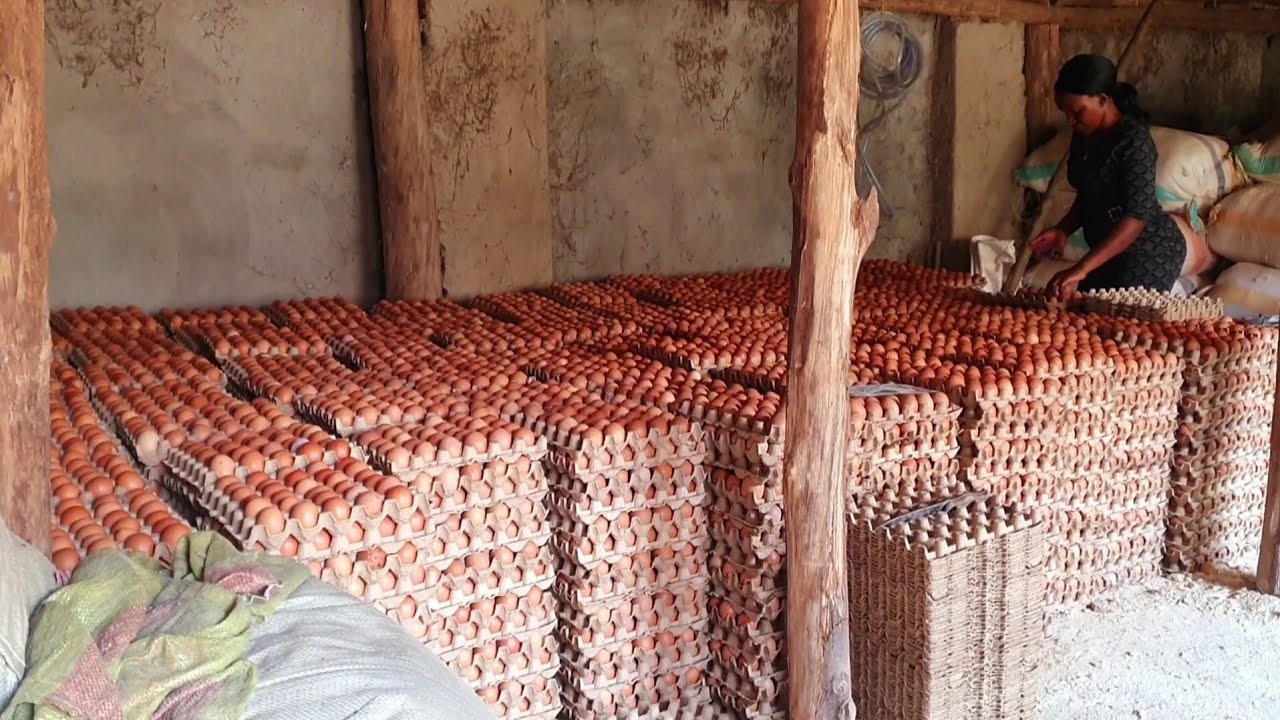 Вам не нужна работа, начните работать на себя. Как птицеводство изменило меня. #курица