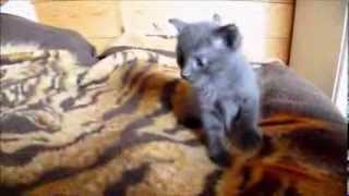 Нашим котятам 1 месяц Нашим котятам 1 месяц