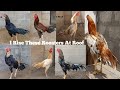 15 roosters rise at roof  my home breed 