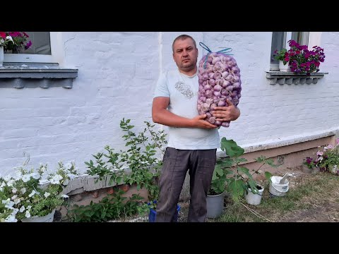 Недостатки безвыкопного способа выращивания чеснока с воздушной бульбочки, двухлетний цыкл.