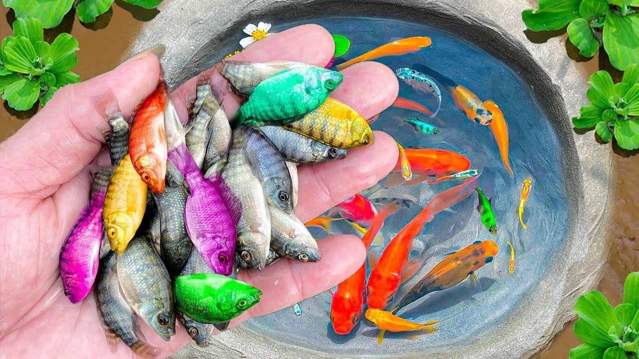 Catch Colorful Mini Aquarium Fish In Small Pond, Glass Fish, Pencil ...