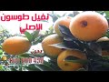افضل اشجار البرتقال نفيل طومسون الشجرة تنتج ازيد 500كيلو زراعة الحوامض Navil The Best Orange Trees 