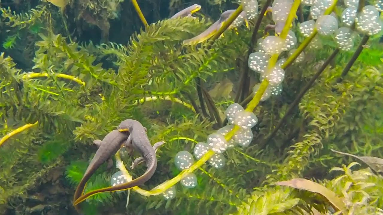 Blue-eyed Monsters California Newts (Taricha torosa) at UC Botanical Garden