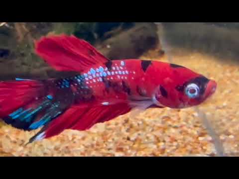 Philippine angelfish misty morning Napa Valley gourami betta basilisk Amazon discus ranchu 16771