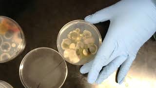 Spring 2021 Potato Dextrose Agar Plates