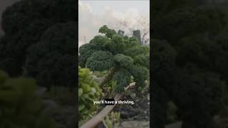Stop Over-Fertilizing! The 4-6 Weeks Organic Secret Revealed