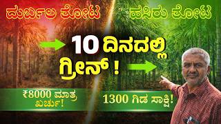 Organic areca nut farming:10 ದಿನದಲ್ಲಿ ಅಡಿಕೆ ತೋಟ ಹಸಿರು! Dr. Soil ರೈತನ ಅನುಭವ