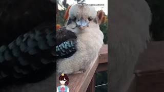 Burung Ini Ketawa Kayak Manusia? Ini Suara Asli Kookaburra!