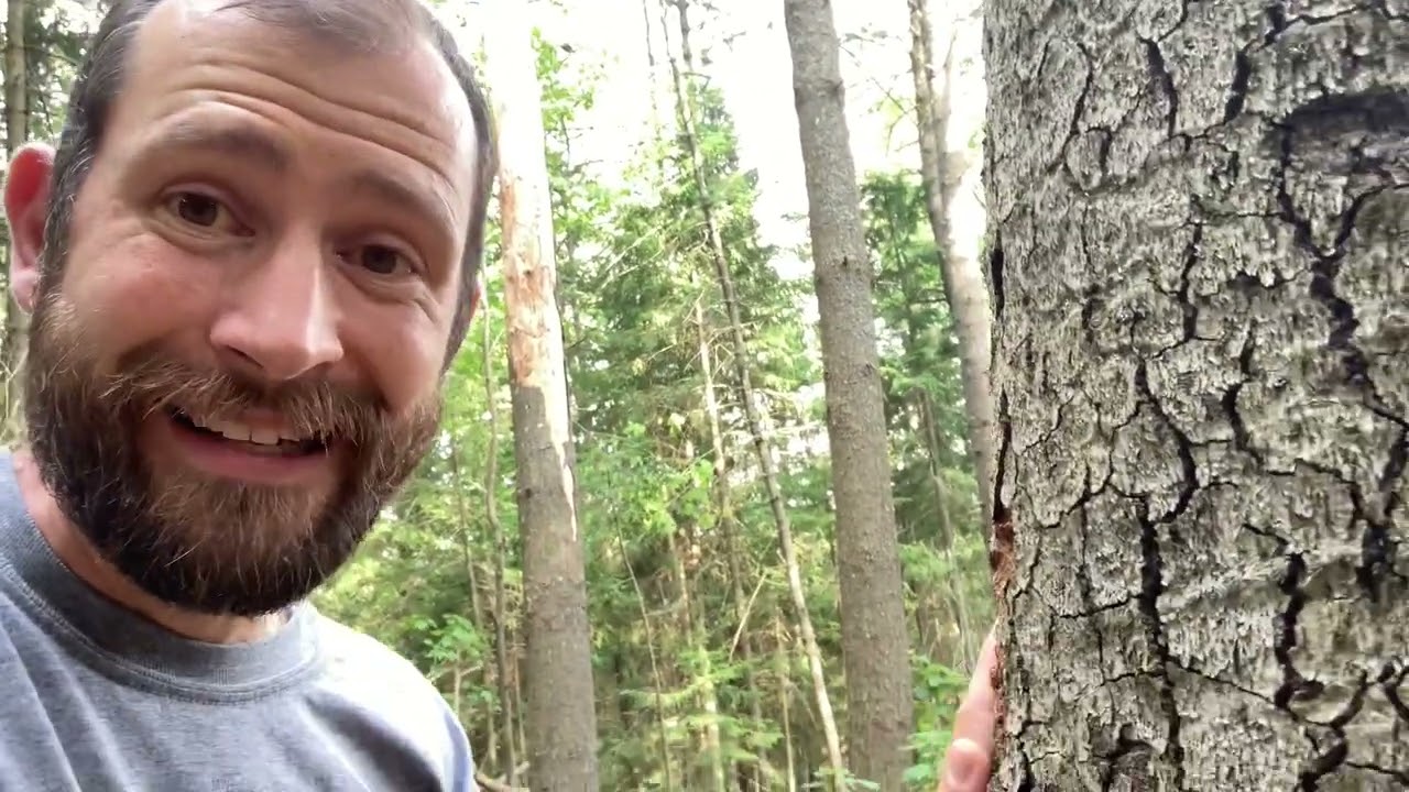 Pigeon Tremex Horntail: Every Tree is Worth a Closer Look