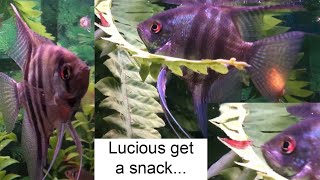 Angelfish Meet New Cherry Shrimp (Gone Wrong) - Youtube
