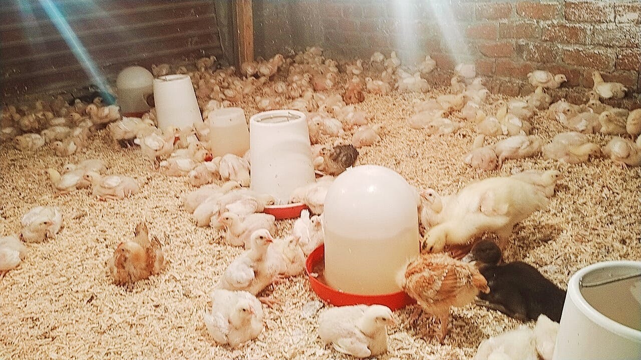 اليوم 11 و اهم حاجه لازم تعملها لو عاوز توصل 4 كيلو بدون أمراض ولا ادويه🏃وتطلع ربح عالي 💰