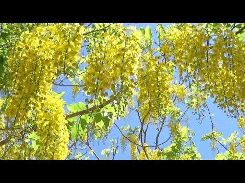 不同角度拍攝˙最美的畫面【阿勃勒】3