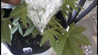 Understanding a Male Cannabis and How to Capture Pollen - Part #1