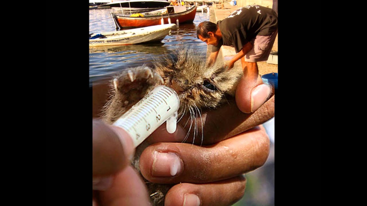 Animal Rights - YouTube