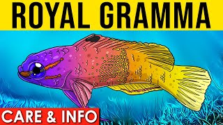 Royal Gramma Basslet | Royal Gramma Basslet Info and Care | All About The Royal Gramma Basslet