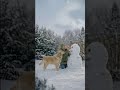 Labrador Retriever helps Mom and Puppy with Snowman #labradorretriever #lovedogs #cute