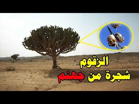 فيديو: ما هي شجرة غواياكان؟