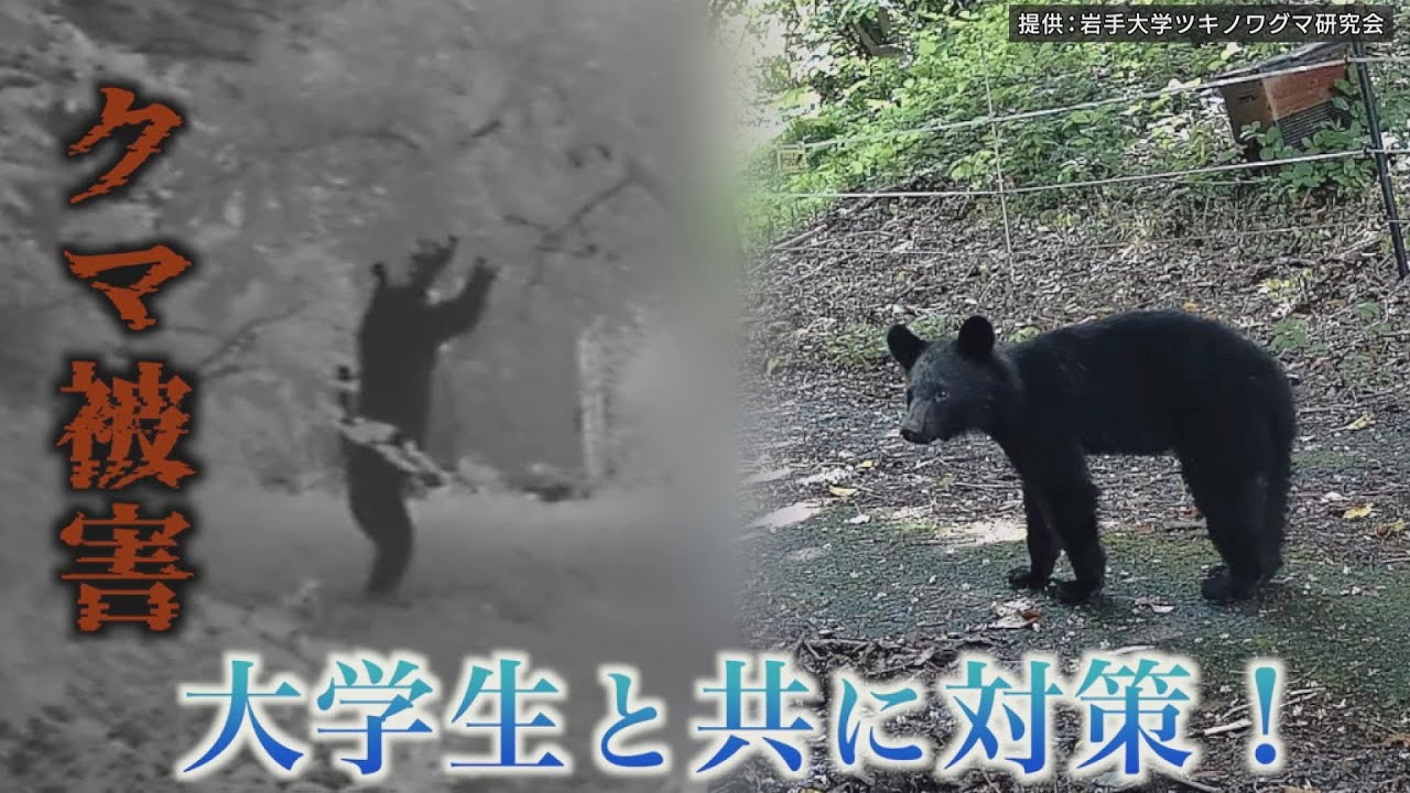 リンゴ園のクマ被害“地域と大学サークル「クマ研」が協力して行う対策