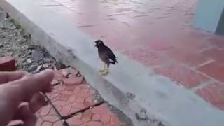 Chú chim sáo cực khôn, bảo vệ xe cho chủ