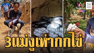 ขนหัวลุก! 3 แม่งูเห่านอนกกไข่อยู่ในโพรงดิน | ข่าวอรุณอมรินทร์ | 12/5/67