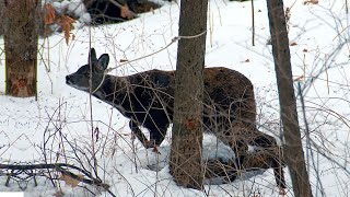 Трогательные спасения диких животных! Трогательные спасения диких животных!