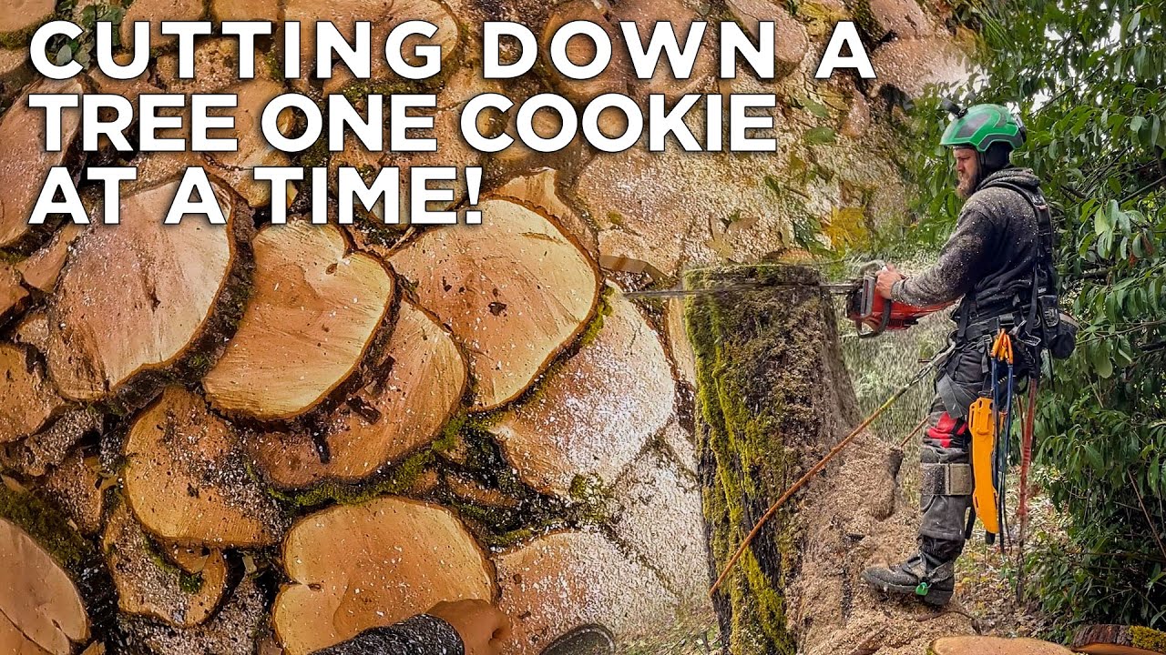 BIG TREE REMOVAL | One Cookie at a Time! - YouTube