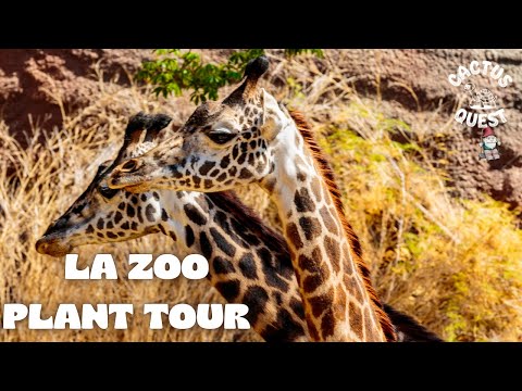 The Los Angeles Zoo has a botanical garden, here's a quick look around. #PLANTS #SUCCULENTS #CACTUS