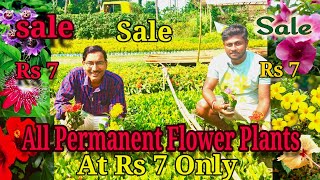 All Permanent Flower Plants at Rs 7 only in Kolkata's Cheapest Wholesale Plants Nursery All Permanent Flower Plants at Rs 7 only in Kolkata's Cheapest Wholesale Plants Nursery