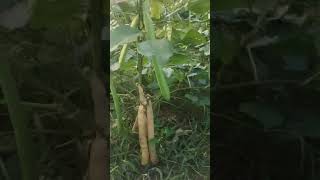 budi daya kacang koro pedang menjanjikan perbulan 10juta rupiah