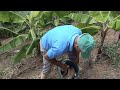 Vamos al conuco de Francisco a sacar yuca y cortar maíz en campo de la republica dominicana.