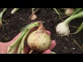 Harvesting Onions & How To Tell When They Are Ready To Be Harvested