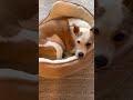 #baby #cute #dog #jackrussellterrier #jrt #jrtlovers #dogshorts #pets #petlover
