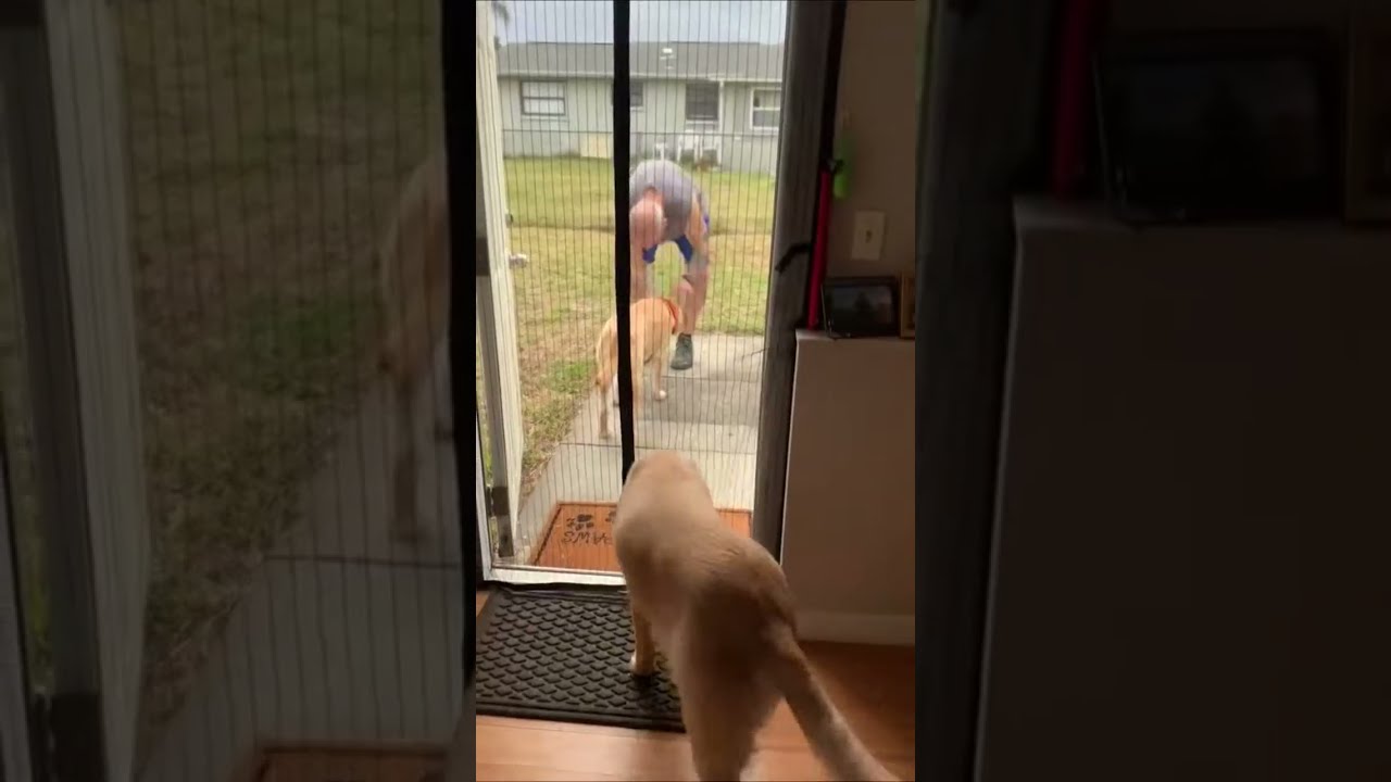 Magnetic Screen Door Keep Bugs Out Effortlessly Screendoor Summermusthaves
