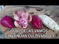 VAMOS CULTIVAR A MELHOR!!