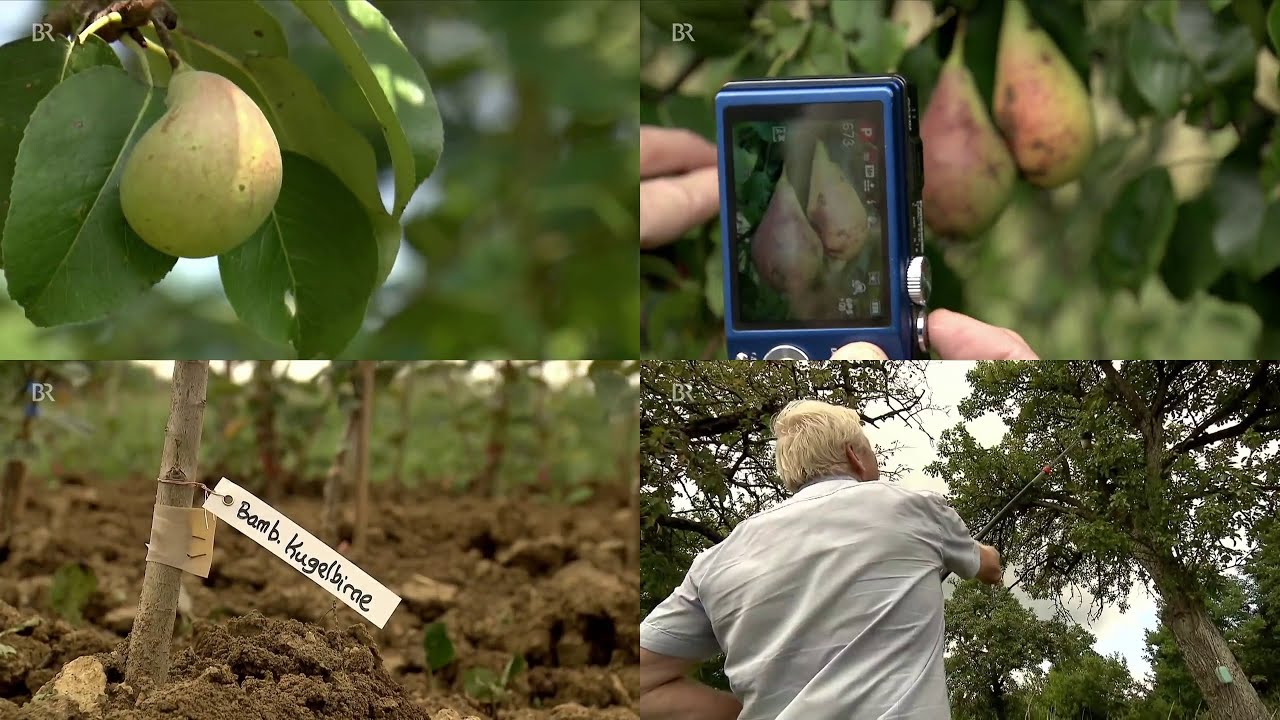 Das Bewahren alter Birnen Sorten