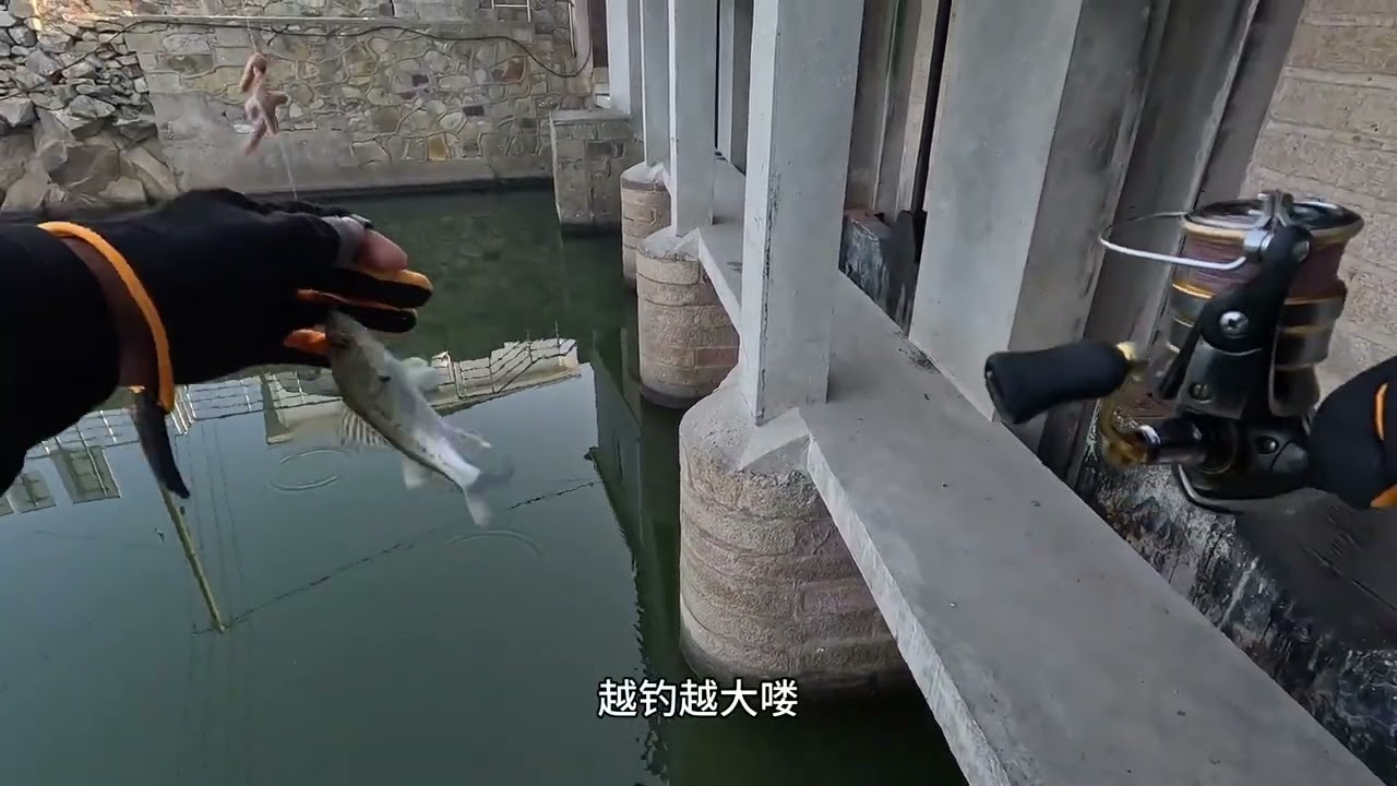 鲈鱼整群 拍大腿第一条就跑大鱼，幸好大闸口给力不停连杆#钓鱼 #鲈鱼 #神奇的闲鱼