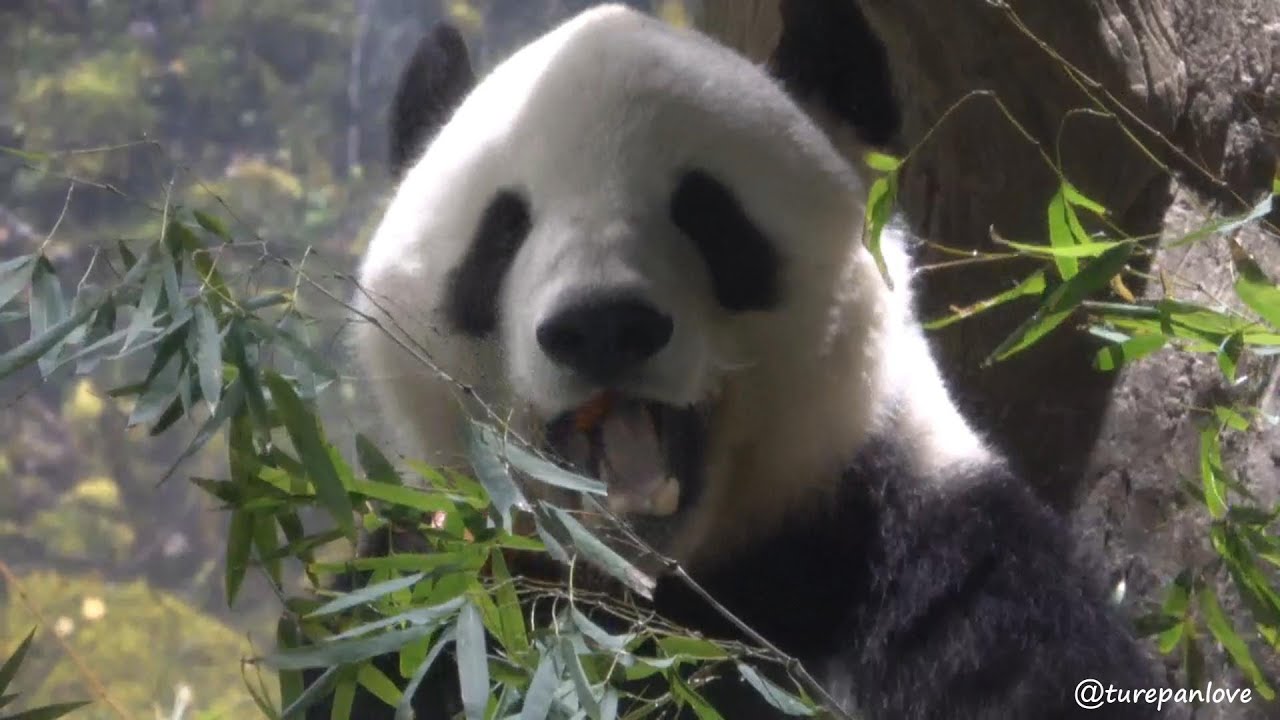 ある日(2026/1/17)のシャオシャオ　ニンジン🥕食べてる～？