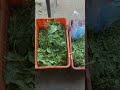 Green vegetable in india smaurya673
