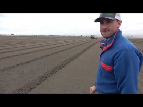 Video: Salinas „Salinas“priežiūra – patarimai, kaip auginti salotas