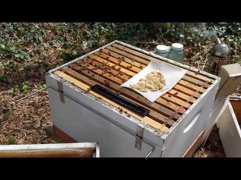 Feeding my bees bananas and pollen