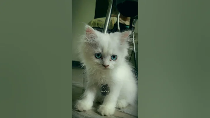 Watch the video about Introducing our beautiful white fur Persian kittens with stunning blue eyes!
