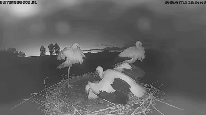 The death of a young stork in the nest~Wamel~Nethe...