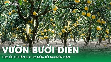 Vườn bưởi Diễn "vạn quả" vàng ươm, lúc lỉu chuẩn bị cho mùa Tết Nguyên Đán | Báo Dân Việt