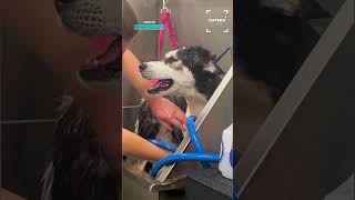 Husky Doesnt Want A Bath
