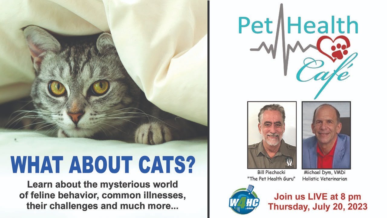 What about Cats?