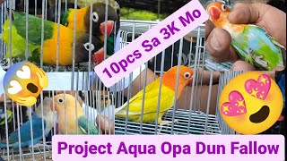 Vlog337 Project Aqua Opaline Dun Fallow🦜Green Opaline Dilute Pale Fallow🦜😱😍 Green Opaline Mottled😱🦜 by D4NUC  4VI4RY 6,480 views 1 month ago 30 minutes