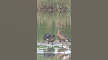 Whistling Lesser Duck (Belibis).  #birds #mangrove #wildlife#shorts