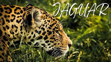Jaguar Sounds | Jaguar Roar