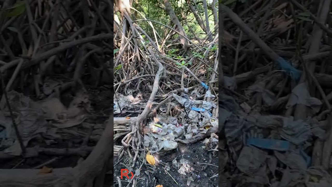 A fragile habitat battling Plastic Pollution